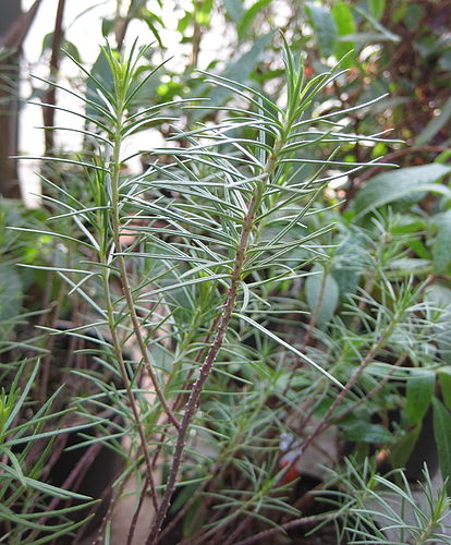 Asclepias linaria